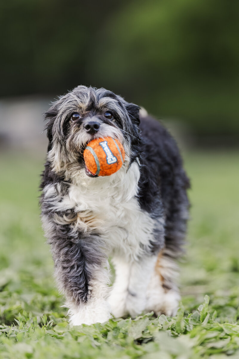 Authentic Hudson Valley pet photos with true to life tones and natural movement