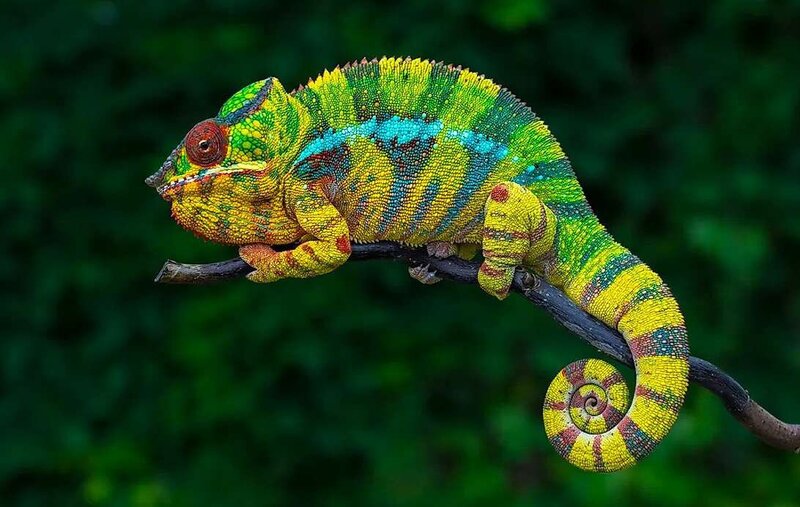 lizard