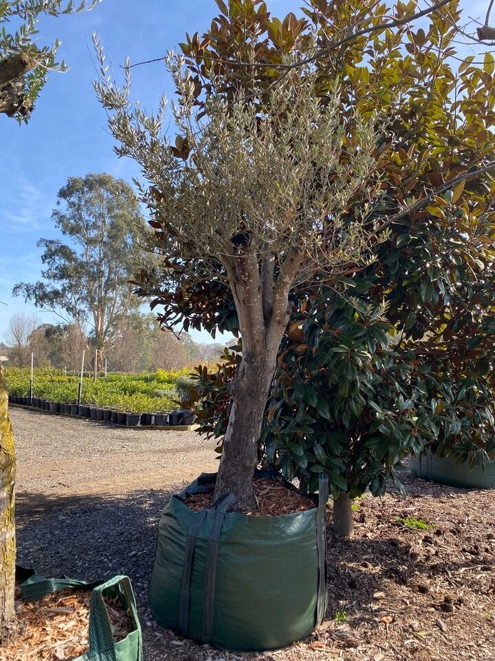 OLEA EUROPAEA 'MANZANILLO'  - go green nurseries - mature trees sydney