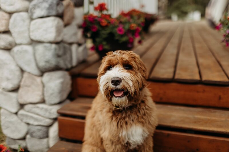 Cream Australian Labradoodle Phoebe