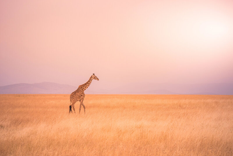 A lone giraffe gracefully roaming the golden savanna at sunset, set against a soft, pastel-hued sky.