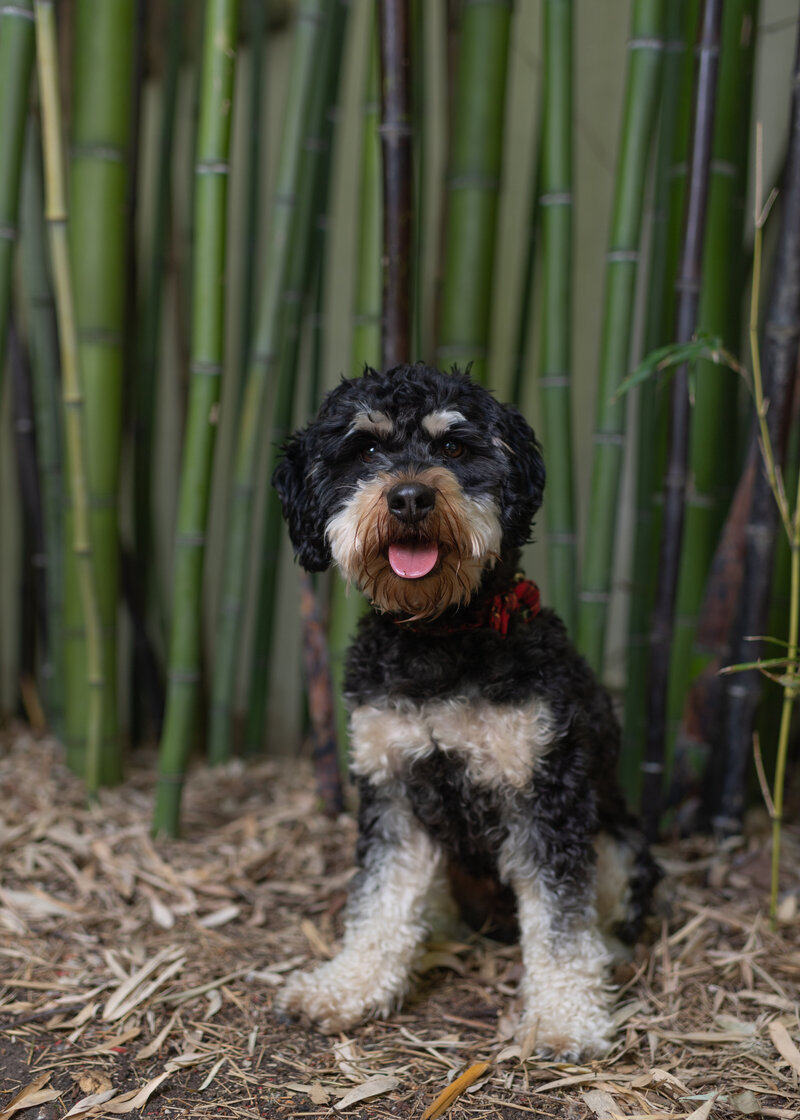 B&W dog in front of bamboo