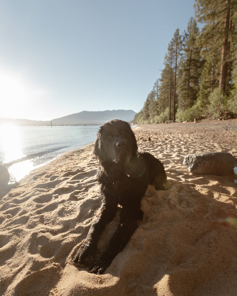 Kumo Bear at Kiva Beach