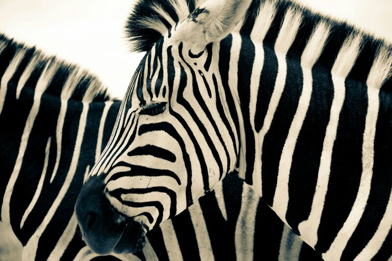 Two zebras