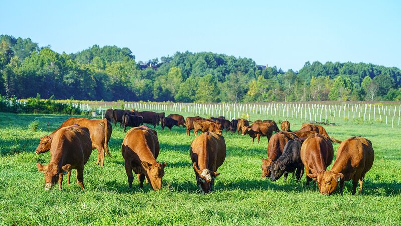 cows eating grass in a field