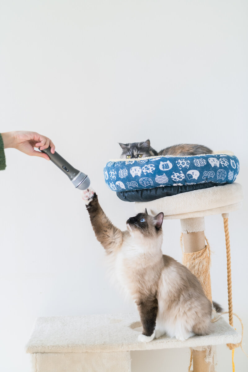 Cheryl will Guide You to Have 5-Figure Soft Launches on Just 0-2 Hours a Day (And While Doing it on Top of Your Full-Time Job)