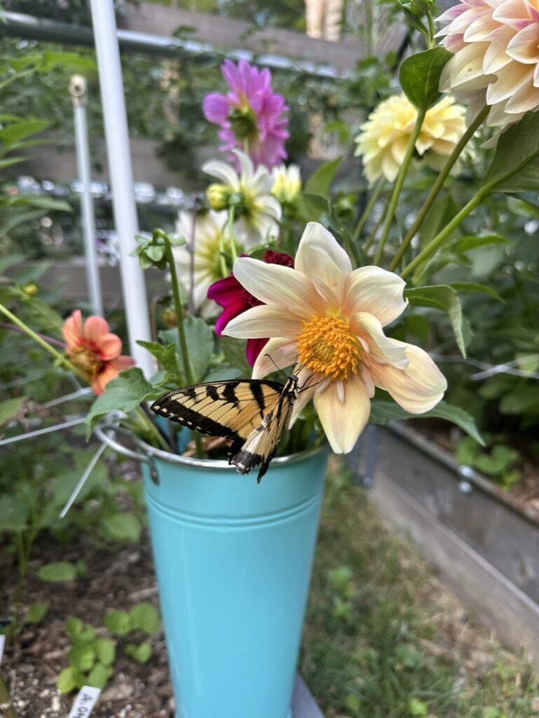 782EA744-A6C7-4912-8981-909986E08556_1_105_c