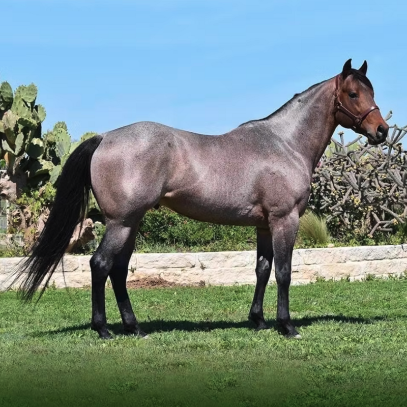 Trippin' on Fame Stallion listing7