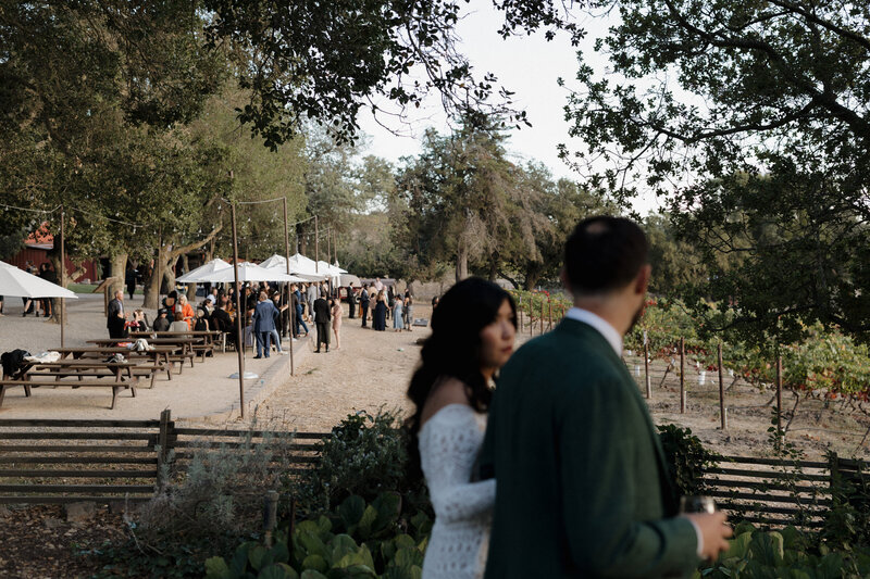 Bride and groom strolling near a vineyard reception, photographed by T M Photo Gallery, a local guide program offering intimate portraits in Sacramento CA and beyond.