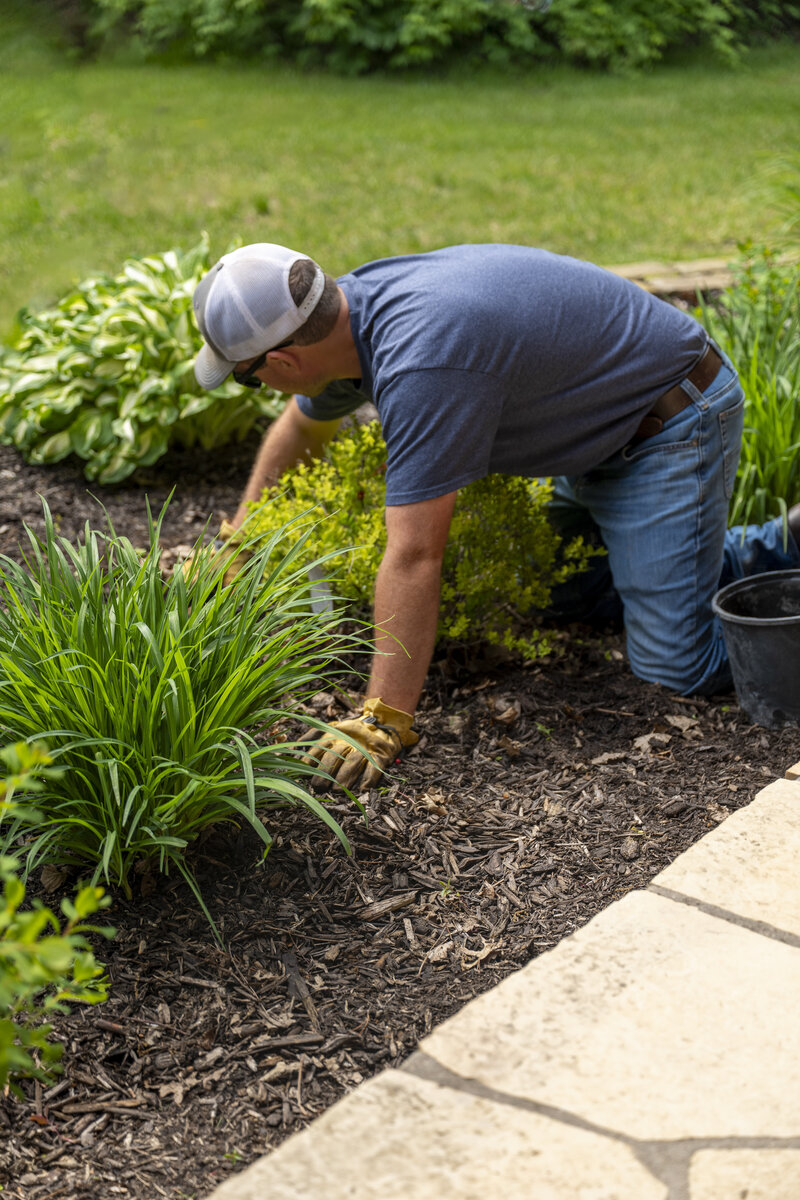 red shrub and perennial in garden landscape