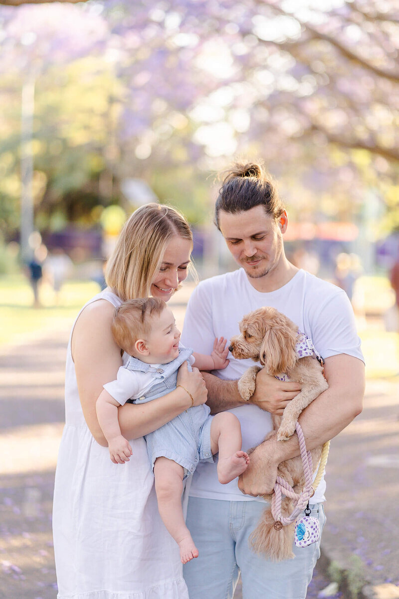 family of 3 with poodle puppy walking under jacaranda blossoms in UQ lakes during spring.
