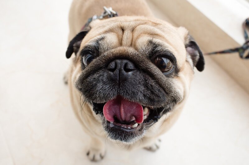 Pug
