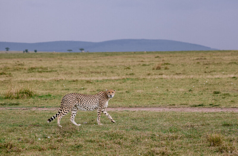 safariedited-553