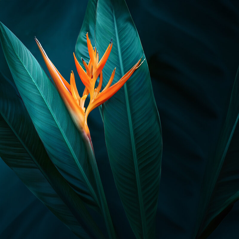 Vibrant orange Bird of Paradise flower against deep turquoise leaves, symbolizing financial clarity, expert guidance, and business growth. Meet Kim Russell, Professional Bookkeeper & QuickBooks ProAdvisor, dedicated to making your financial management a stress-free, success-focused experience. Gain financial clarity and unlock new growth opportunities with expert bookkeeping and strategic insight.
