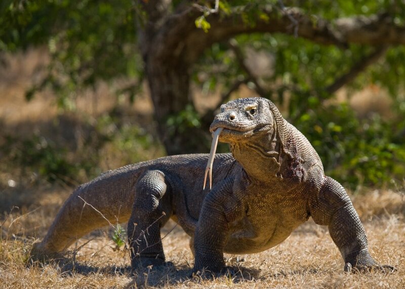 Indonesie-Flores-Komodovaraan