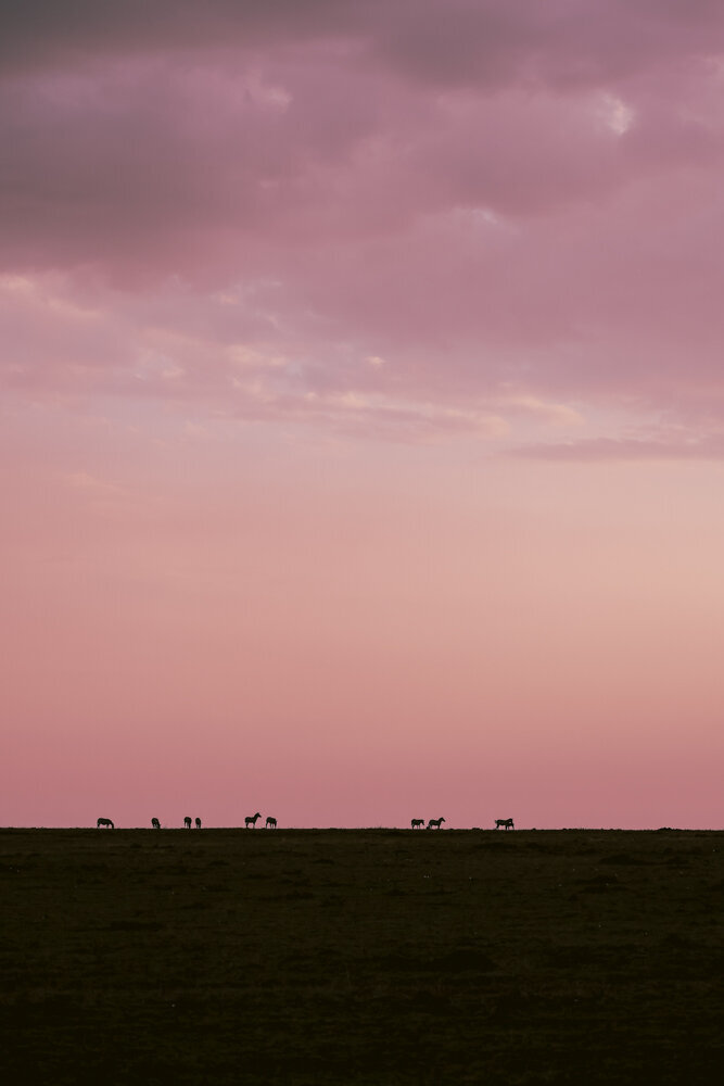 safariedited-246