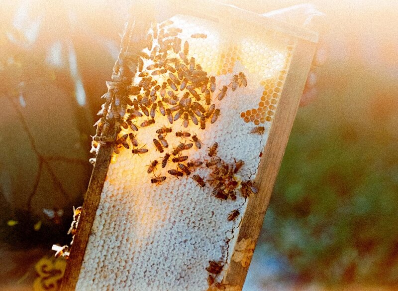 Full-Res---Savannah-Bee-Co.-30-of-34