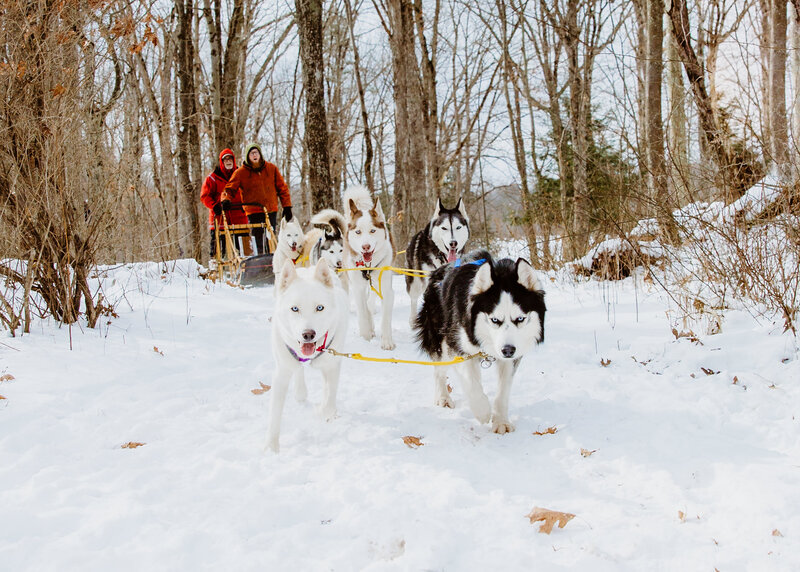 sled dogs-2