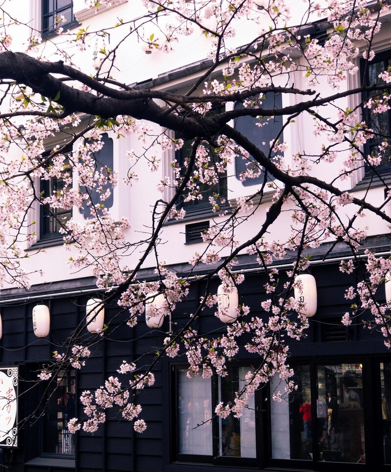 Stunning sakura trees blooming outside a Japanese building during cherry blossom season