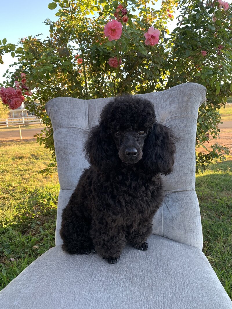 Red goldendoodle puppy Texas breeding.
