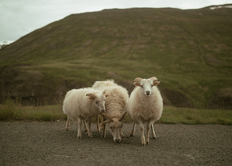 iceland-edits-187