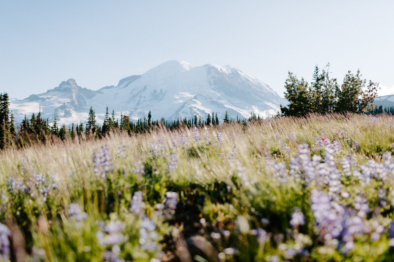 mt rainier at sunrise point with wildflowers blooming