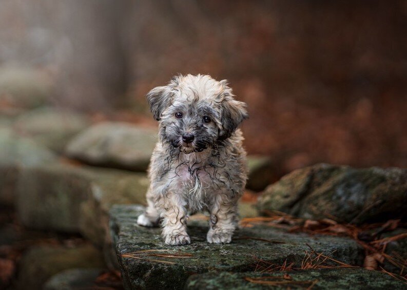 A small dog standing on a rock.