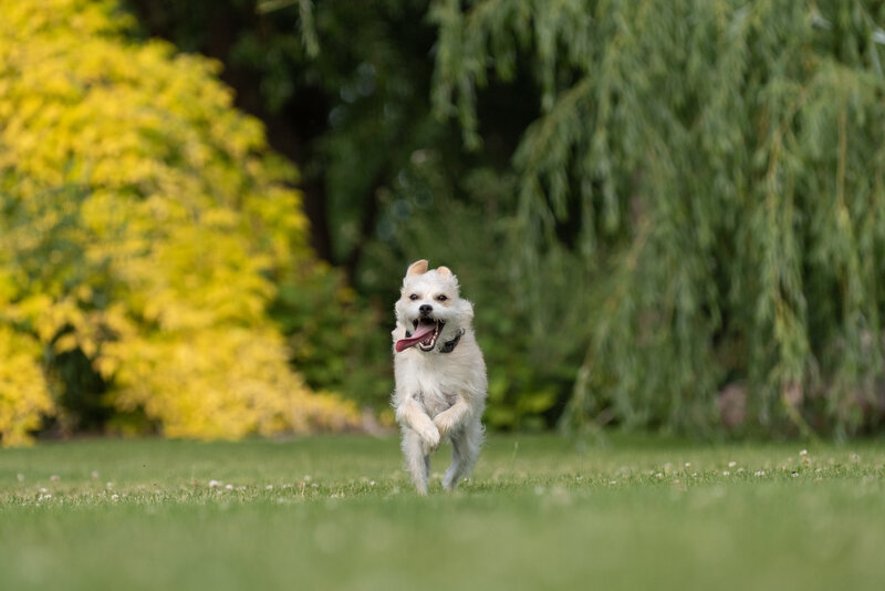 Dog running with tongue out