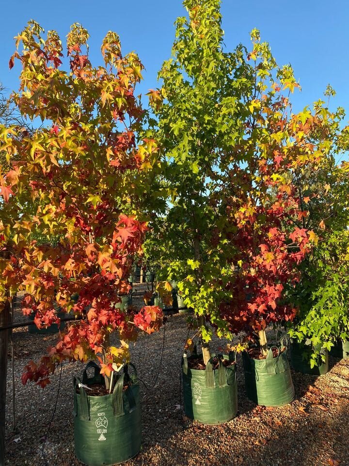 LIQUIDAMBAR STYRACIFLUA - mature trees sydney