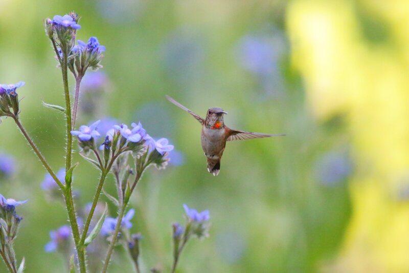 A hummingbird with a red throat hovers in midair, feeding from tiny blue flowers, with a green and yellow bokeh effect in the background.