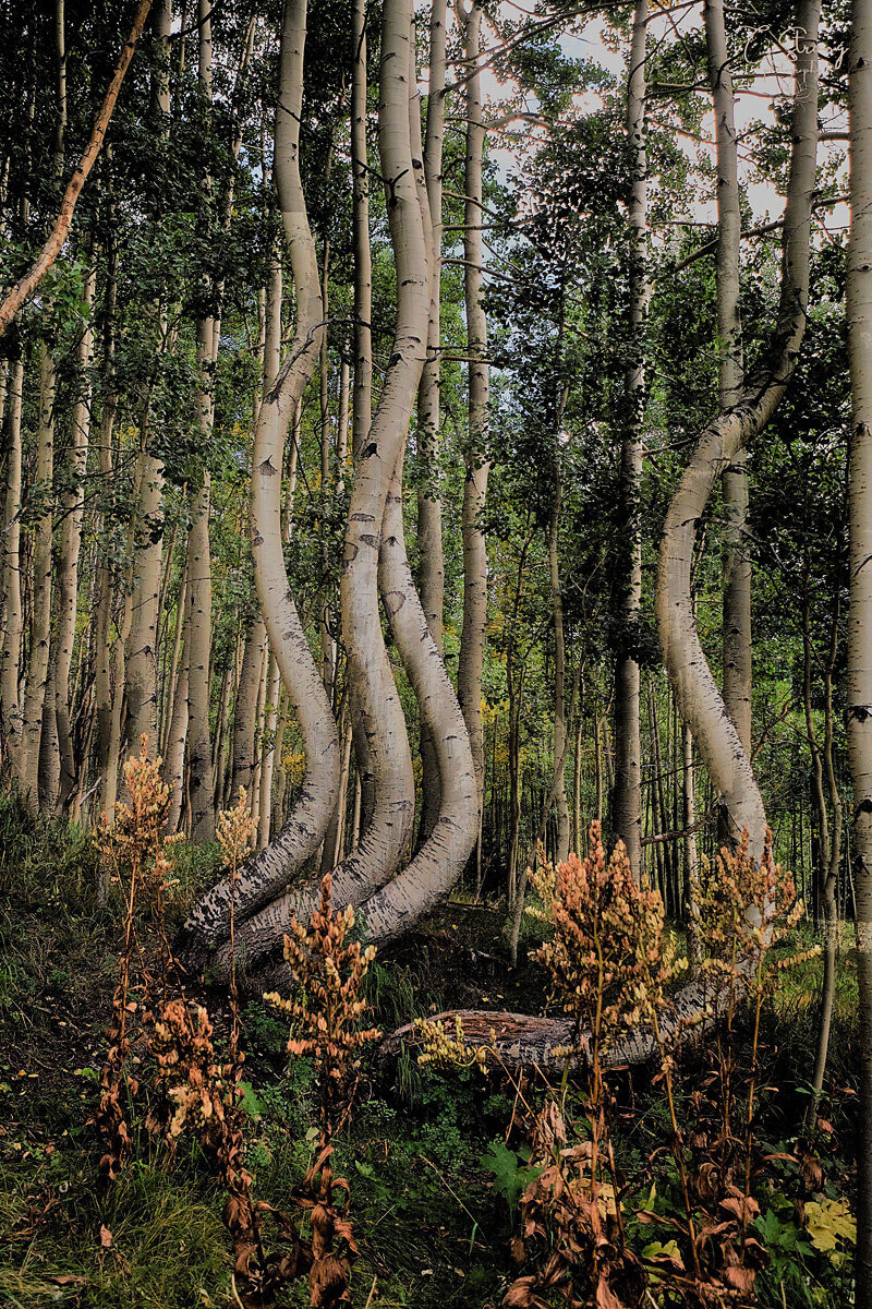 Elopement inspiration near Telluride, Colorado