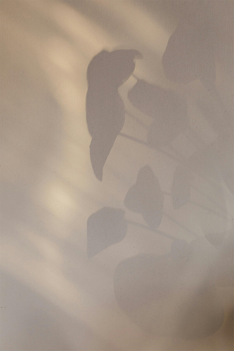 A shadow of a flower cast on a textured wall, creating a delicate silhouette.
