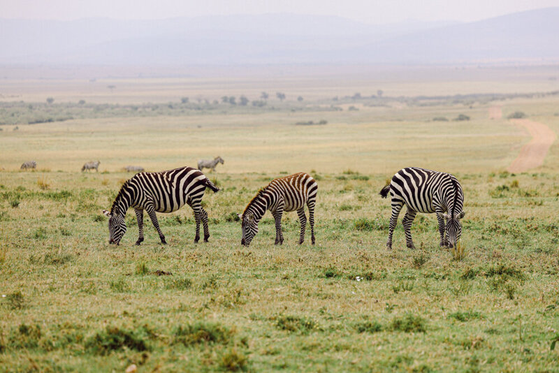 safariedited-046