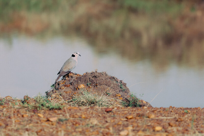 safariedited-283