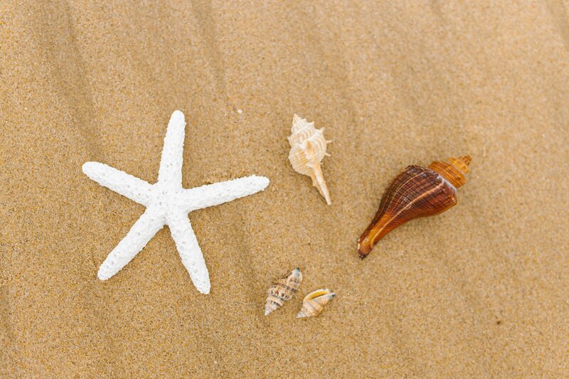 Seashells in Sarasota FL