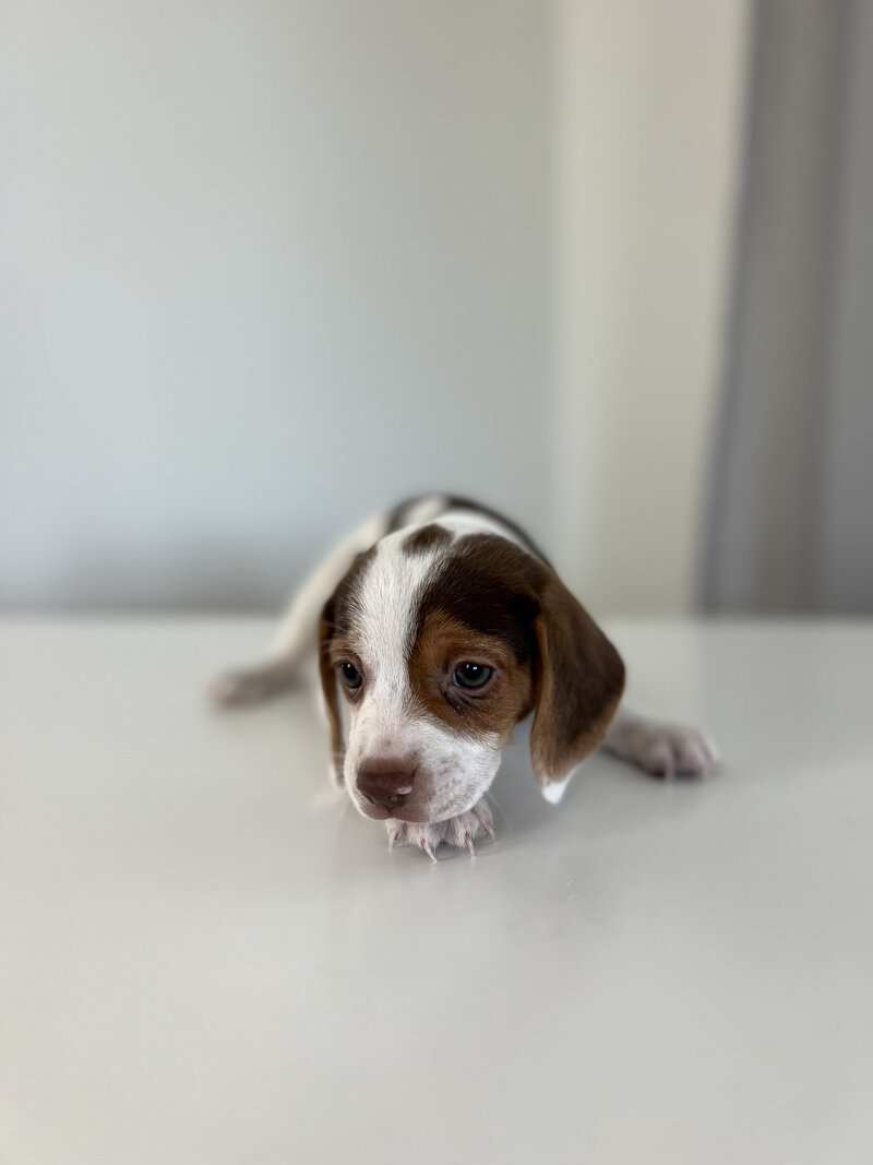 Pocket Beagle Puppies For Sale
