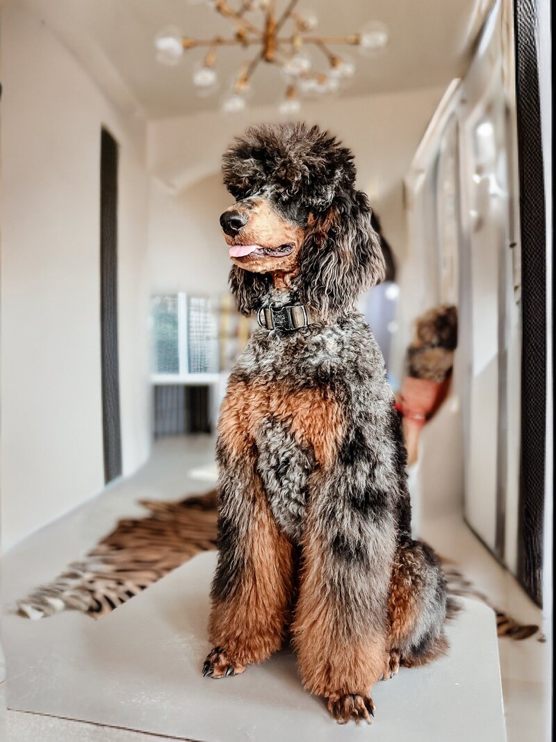 Standard black and brown goldendoodle texas