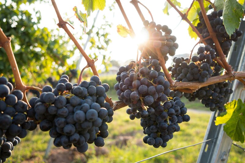 bordeaux-winemaking