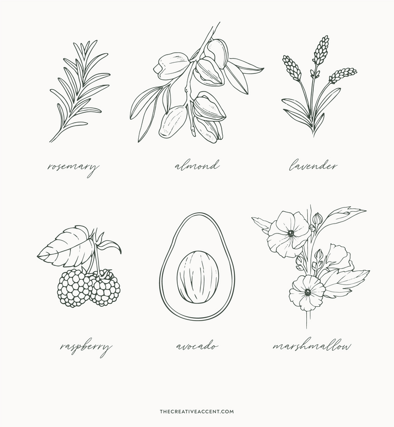 botanical illustrations for alice and vine