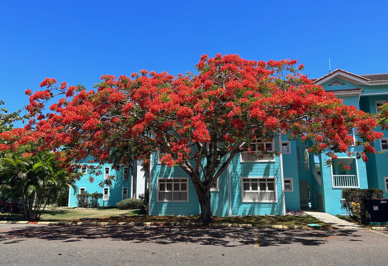 Flamboyant red tree in front of blue residential housing supported by Nova Lux DR’s community programs