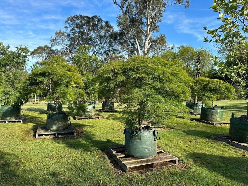 ACER PALMATUM DISSECTUM - RED WEEPING MAPLES MATURE TREE SYDNEY