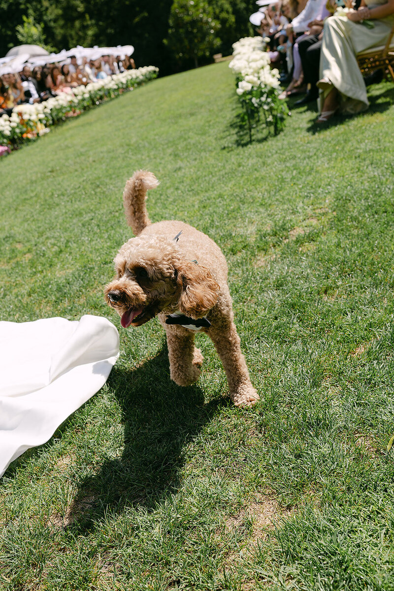 Charlotte and Mihindu x Ashleigh Haase Photography-322