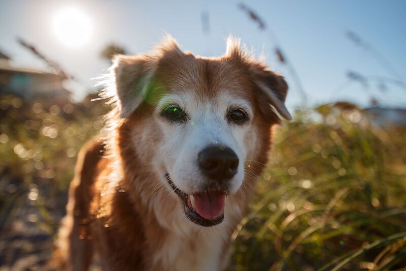dog on a hike