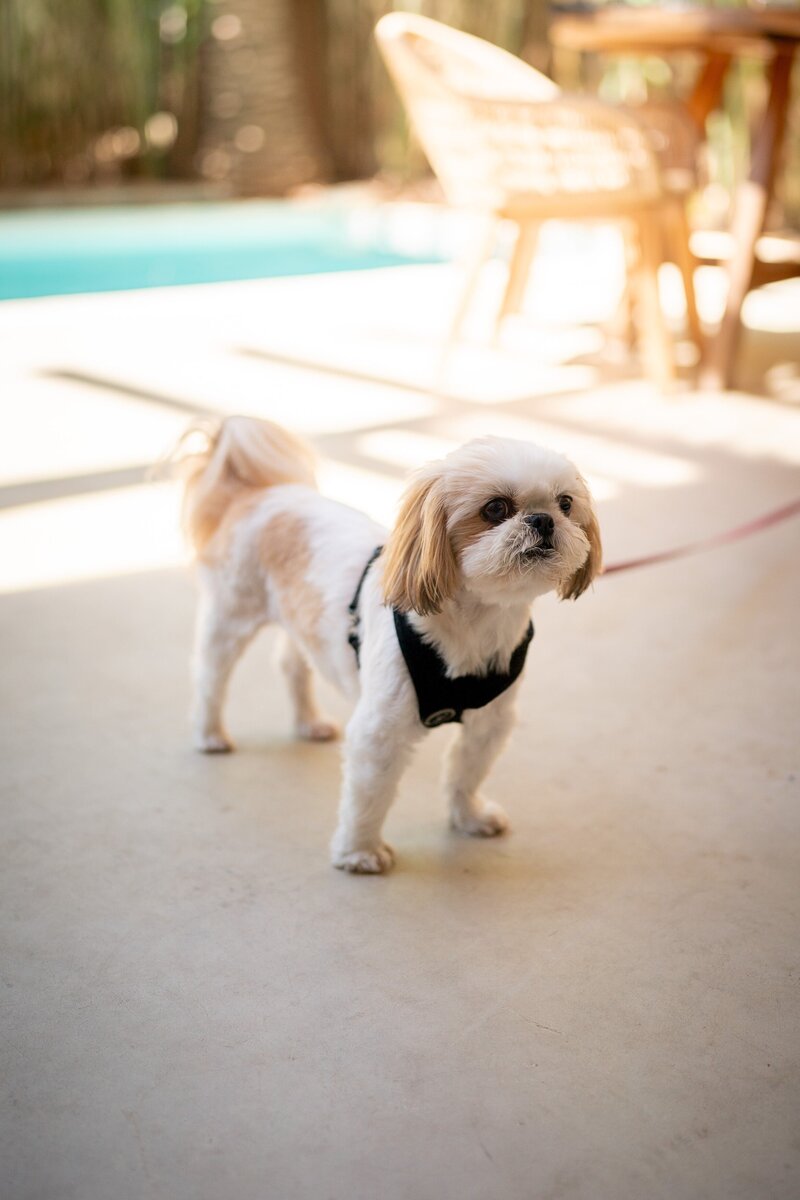 Saint-Tropez_Wedding_Photographer-12