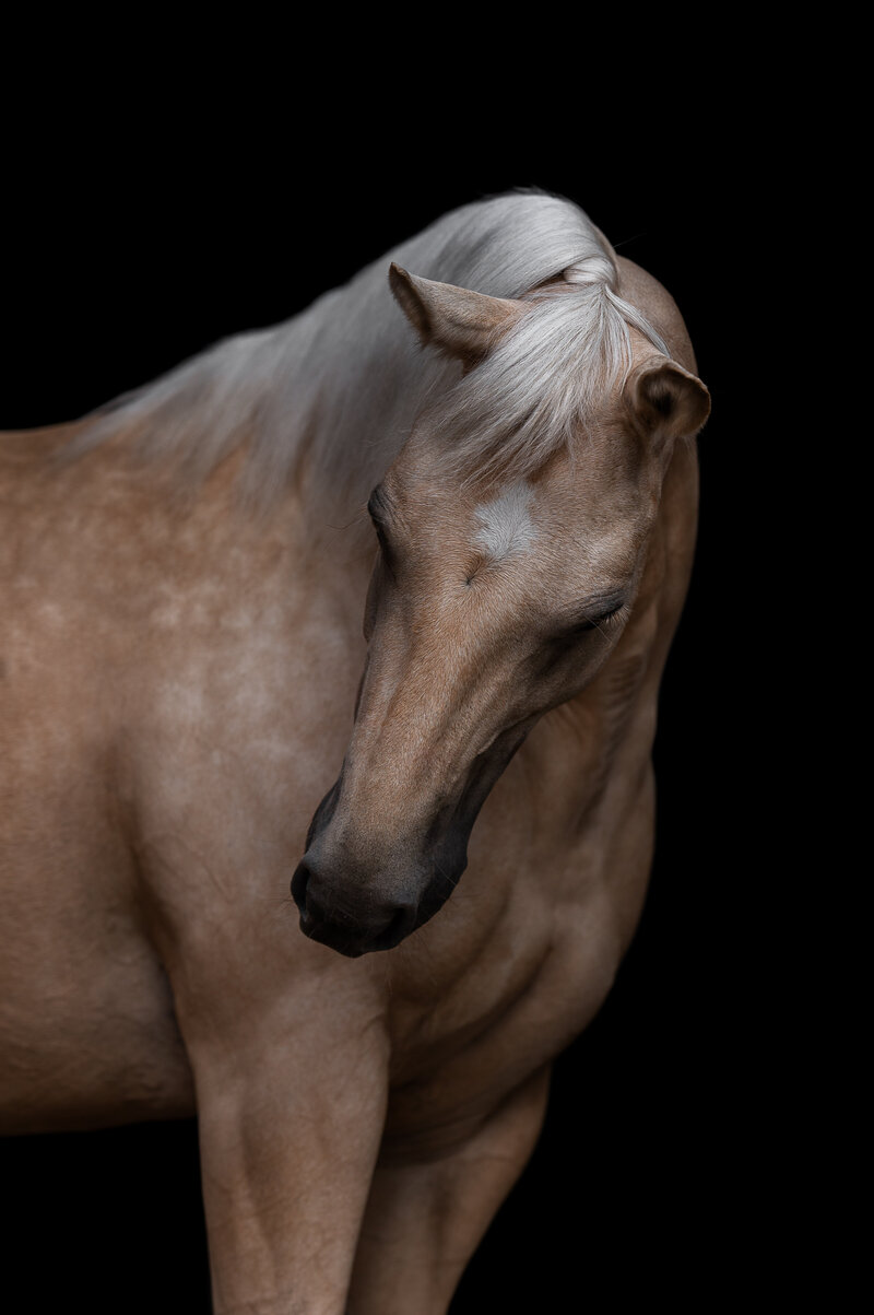 Fine-Art fotografie met paard