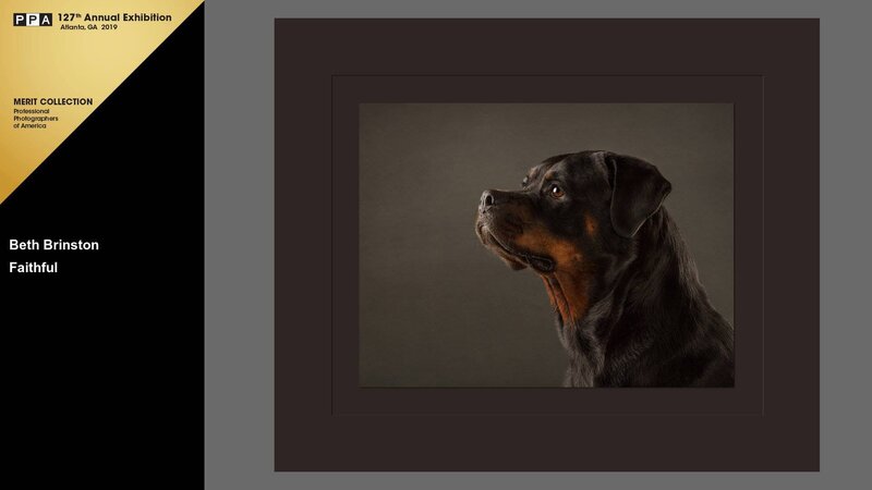 Bend Oregon Award Winning Pet Photographer