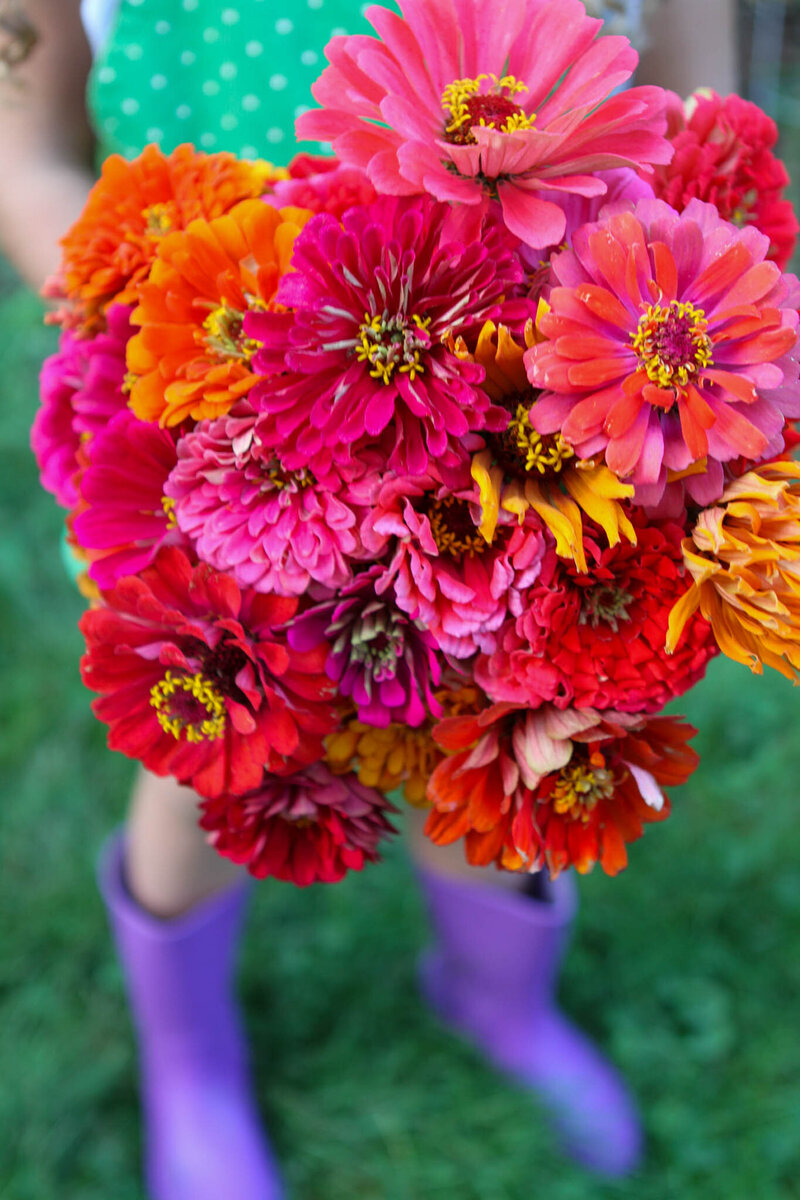 Fresh-cut zinnias held by a young gardener in purple boots on a summer day