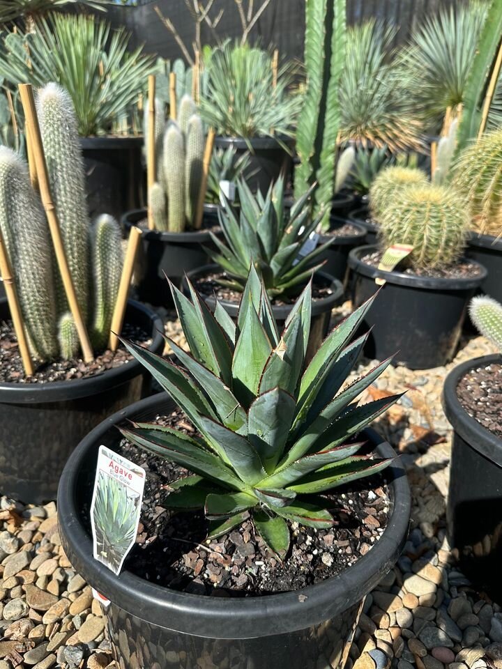 Agave attenuata x Agave ocahui | Agave Blue Glow