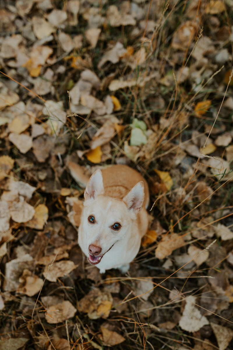 Alexandria-Virginia-Fall-Photographer-3