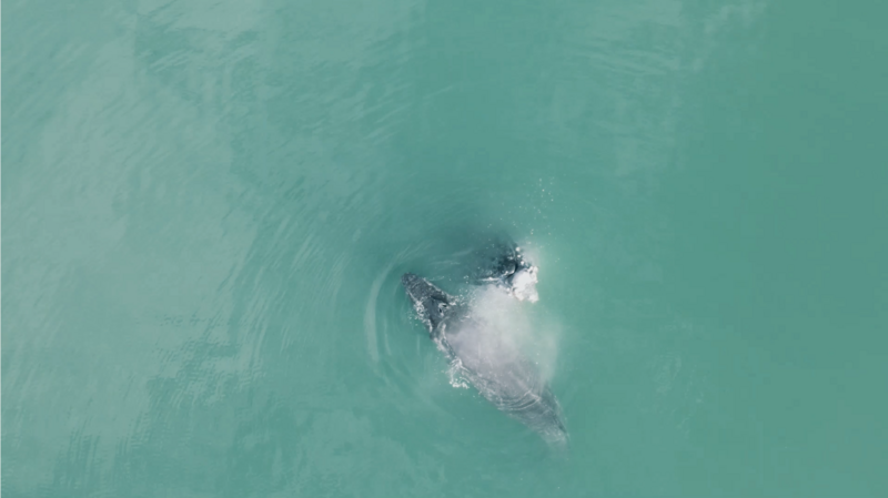 Whale breeches the water and splashes in Costa Rica